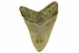 Serrated, Fossil Megalodon Tooth - North Carolina #378026-2